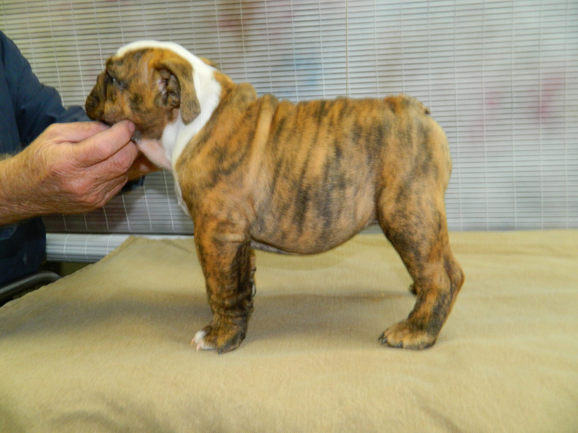 English Bulldog Puppies for Sale OK | Purebred Bulldogs Available