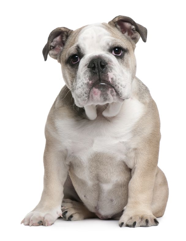 Traveling Tips for Your English Bulldog - Cedar Lane Bulldogs